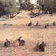 La superpoblación de conejos provoca serios daños en la vegetación. Foto: RabbitfreeAustralia